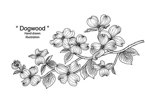 Dogwood Flower Hand Drawn Botanical Illustrations 2013457 Vector Art At