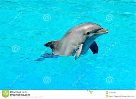Trainer and dolphin swimming in blue water in dolphinarium pool underwater view. Dolphin swimming in a pool stock photo. Image of aquarium ...