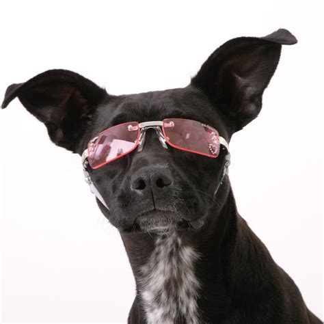 Doggles Stylish Protective Eyewear For Dogs