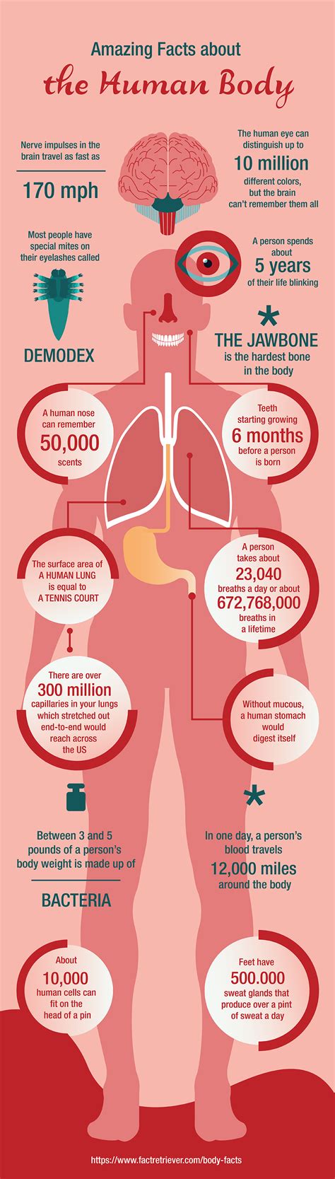 Interesting Facts About The Human Body Infographic Including Anatomy