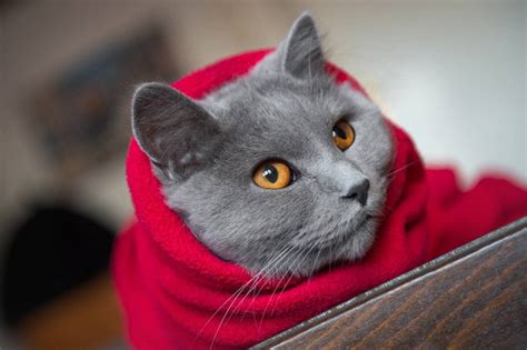 Top Things You Need To Know Before Buying A Chartreux Cat Cuddly Kittens