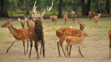 Japanese Sika Deer The Réserve Zoologique De La Haute Touche Haute