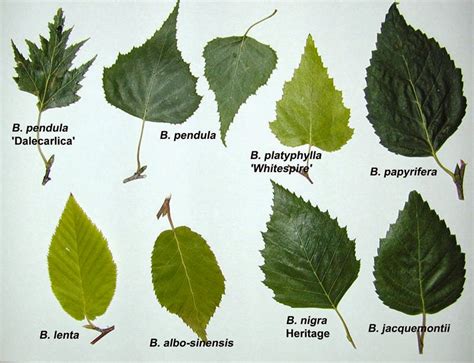 Birch Tree Identification