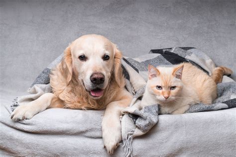 Senior Pets Ascot Veterinary Surgery