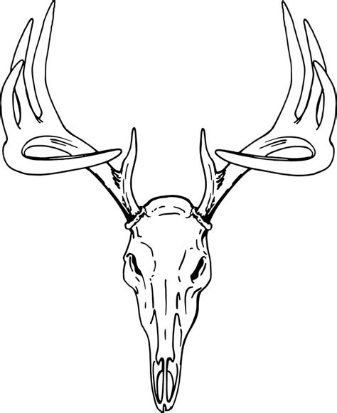 Deer Drawing Deer Skull Drawing Deer Track Tattoo