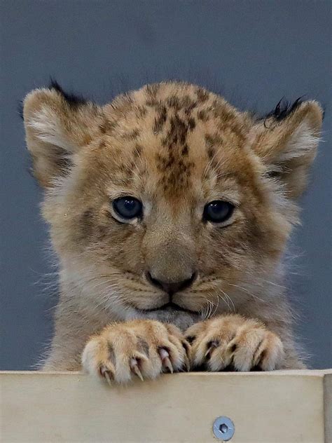 Taronga Zoos New Lion Cubs Growing Quickly As Staff Ask For Help In
