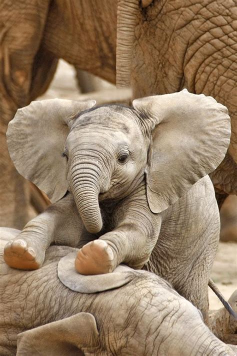 تصویر زمینه فیل Elephant Wallpaper Cute Animals Cute Baby Elephant