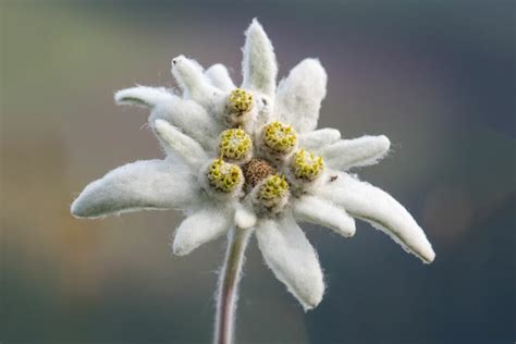 Edelweiss Plant Profile Planting And Care Plantura