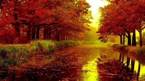 Maple Autumn Fall Leaves On River Between Red Leafed Trees Hd Nature