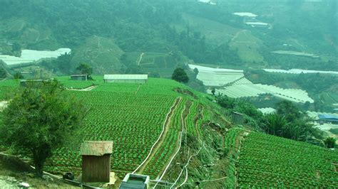 Senarai impak petempatan pertanian perniagaan dan kesan guna tanah terhadap alam sekitar kursus geografi pt3 berdasarkan kajian taburan pada peta lakar tingakatan 3. mrkumai.blogspot.com: Tips Melawat Cameron Highlands ...