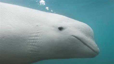 New Study Reveals Belugas Blow Bubbles Based On Mood Vlrengbr