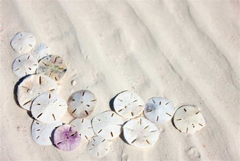 Sand Dollars What You Need To Know 30a Sand Dollar Sand Dollar