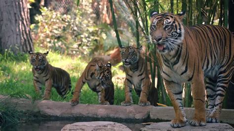 Tiger Cubs With Father And Mother