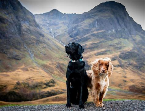 Dog Friendly National Trust For Scotland Dog Furiendly