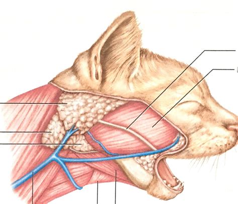 Anatomy Of Salivary Glands Download Scientific Diagra