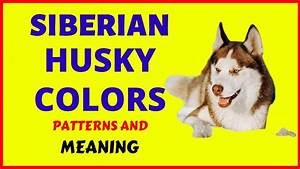 Cute Agouti Pattern Agouti Siberian Husky Colors L2sanpiero