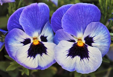 Cold Weather Pansies For Spectacular Color All Season Long