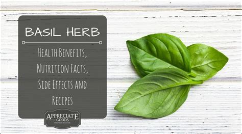 Basil Herb Health Benefits Nutrition Facts Side Effects And Recipes