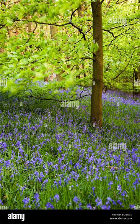 Bluebells In Woodland In Spring At Lower Hopton Mirfield West