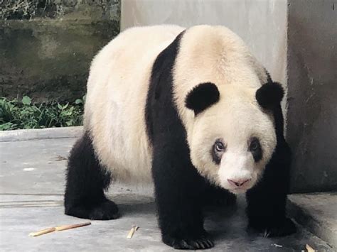 Xinxing Bersiap Pecahkan Rekor Panda Tertua Di Dunia Dunia