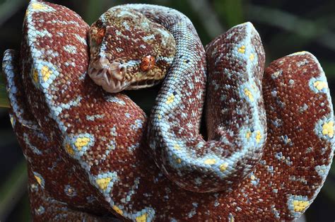 Breathtaking Baby Green Tree Python Snakes