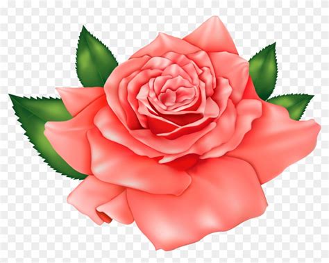 Flores Rosas Para Imprimir Hd Png Download 1000x75485631 Pngfind