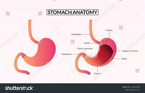Anatomy Human Stomach Medical Illustration Stock Vector Royalty Free