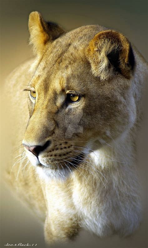 Beautiful Lioness Junored