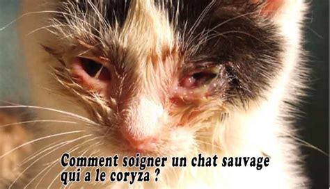 Comment Soigner Un Chat Sauvage Qui A Le Coryza