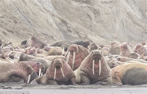 Thousands Of Walruses Squash Up Against One Another In Rare Sighting In