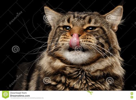 Closeup Portrait Licked Maine Coon Cat Face Isolated