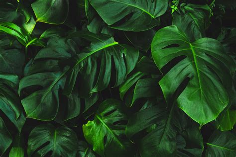 900 Plant Backgrounds