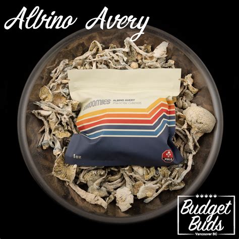 Albino Avery Magic Mushrooms 1oz By Shroomies Budget Buds