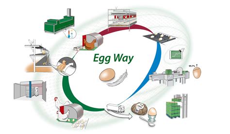 Solutions Egg Production Vencomatic Group
