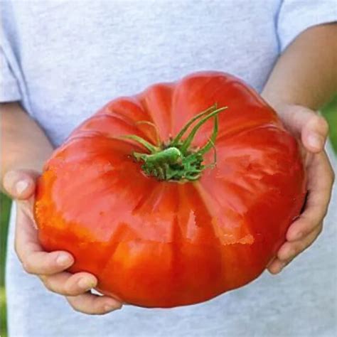 10 Nutritious Watermelon Beefsteak Tomato Seeds Huge Rich Flavor