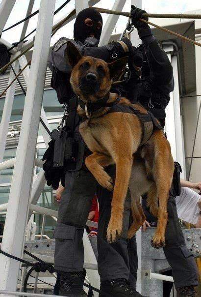 110 Best Images About German Shepherds On Duty On