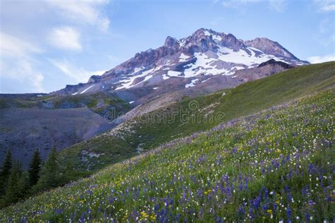 Summer Wildflowers On Mt Hood Oregon Stock Photo Image Of Nature