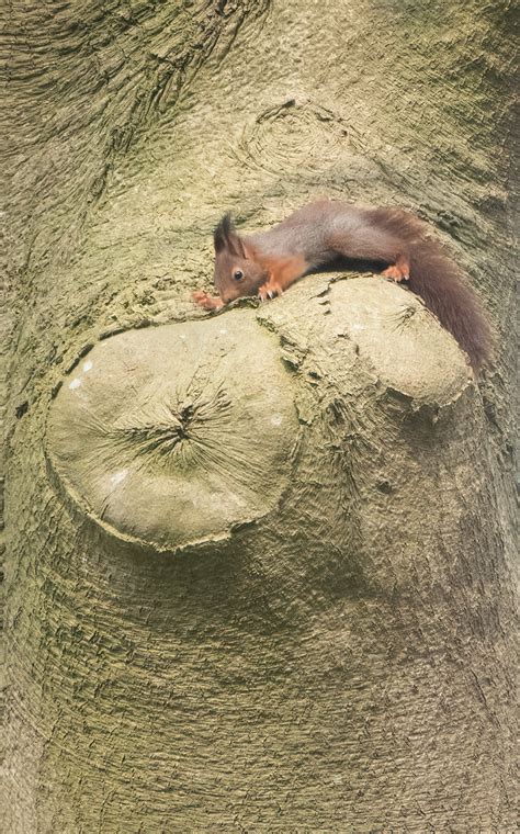 Eekhoorn Squirrel Oldenaller Landgoed Arnold Van Harmelen Flickr