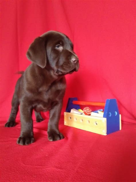 Teacup puppies for sale, teacup, tiny toy and miniature puppies for adoption and rescue from ohio, oh. Labrador Retriever Puppies For Sale | Millersburg, OH #263494