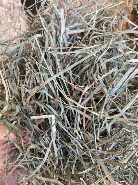 Horse Hay For Sale 1st Cutting Orchard Grass 3x3