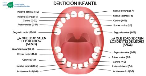 Calendario Completo De Dentición Infantil Infografía Clínica Dental
