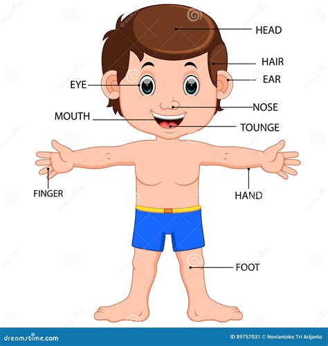 Boy Body Parts Diagram Poster Stock Vector Illustration Of Head