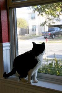 Cat proof screens for porch. Cat-proof retractable screen door - Is it possible ...