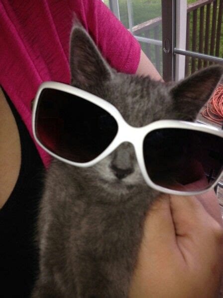 Moshi Is Cooler Than You Cat Eye Sunglasses Sunglasses Eye Sunglasses