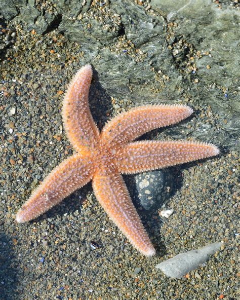 Common Sea Star Intertidal Species Of Ne Atlantic · Inaturalist