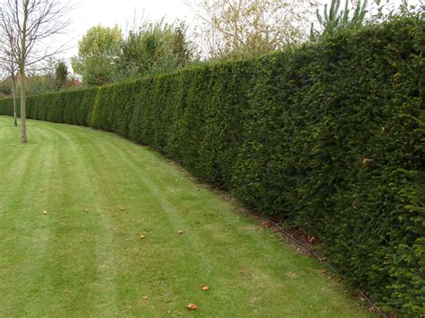 Individual 18m Yew Hedging Practicality Brown