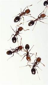 Fire Ants In House Photos