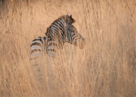 Zebra In Tall Grass Sean Crane Photography
