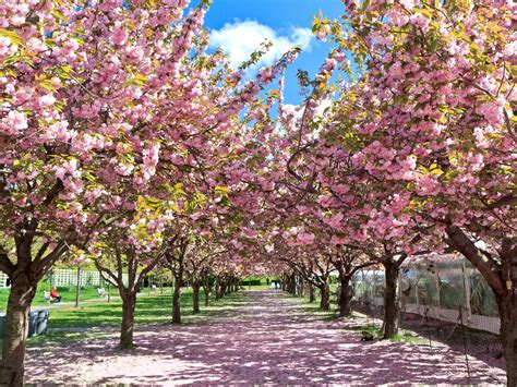 10 Places To See Cherry Blossoms In The Us Besides Dc Photos