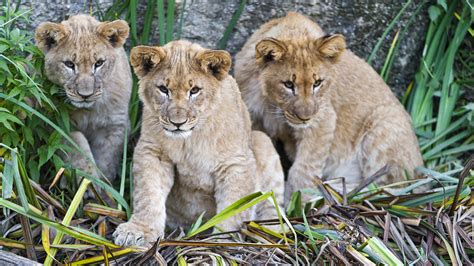 Fonds Decran 2560x1440 Fauve Lions Petits Trois 3 Animaux Télécharger